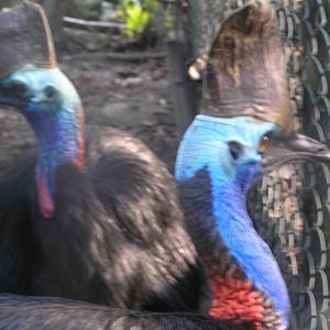 Cassowary - Cairns tropical zoo 05