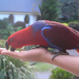 Ecletus parrot - Cairns tropical zoo 05