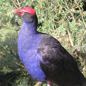 Cairns tropical zoo 05