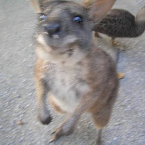 Parma wallaby - Cairns tropical zoo 05