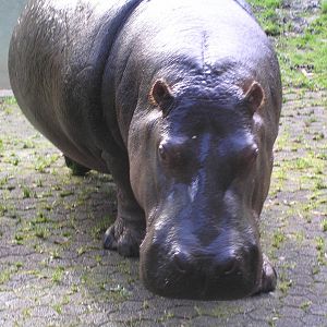 Hippo - Auckland 04