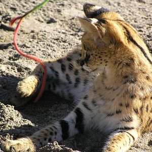 Serval - Auckland 04