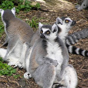 Ring-tailed lemurs- Auckland 04