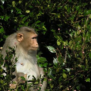 Pig-tailed macaque - Auckland 04