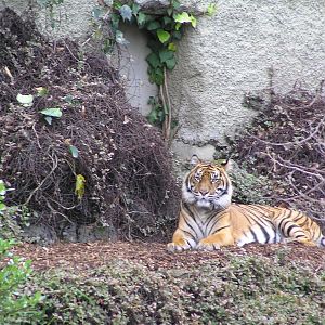 Sumatran tiger - Auckland 04