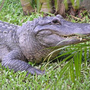 American alligator - Auckland 04