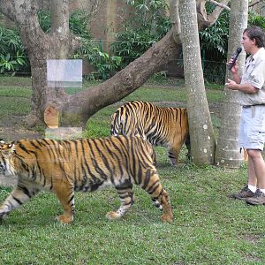 Tigers - Austrailia zoo 05