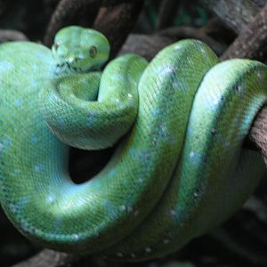 Green tree python - Austrailia zoo 05