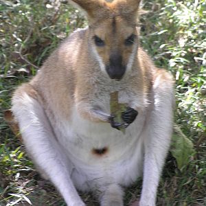 Wallaby spp? - Austrailia zoo 05