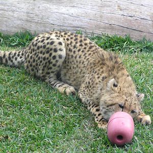 Cheetah - Austrailia zoo 05