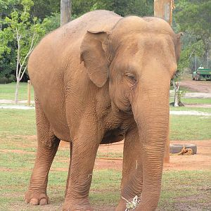 Elephant - Austrailia zoo 05