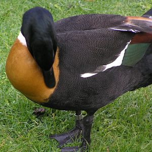 New Zealand shelduck - Hamilton zoo 04