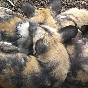 Wild dogs - Hamilton zoo 04