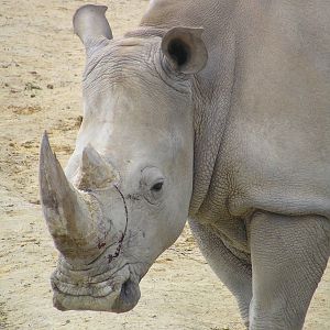 White rhino - Hamilton zoo 04