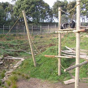 Chimp exhibit - Hamilton zoo 04