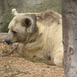 Syrian brown bear - Melbourne zoo 05