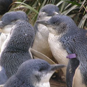 Little penguins - - Melbourne zoo 05