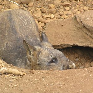Wombat - Melbourne zoo 05