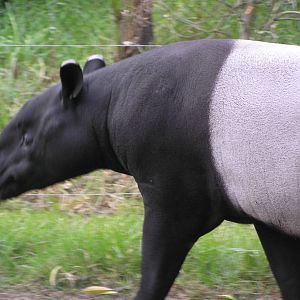 Malayan tapir - Melbourne zoo 05