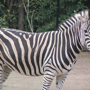 Zebra - Melbourne zoo 05