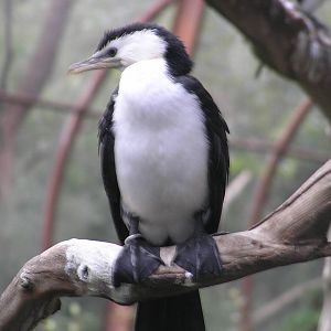 Pied comorant - Melbourne zoo 05