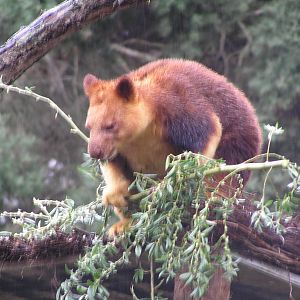 Goodfellows tree kangaroo - Melbourne zoo 05
