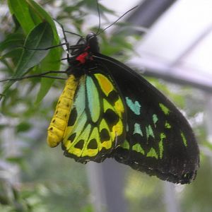 Butterfly -  Melbourne zoo 05