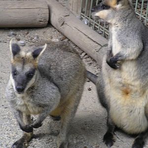 Swamp wallabys - Featherdale wildlife sanctury