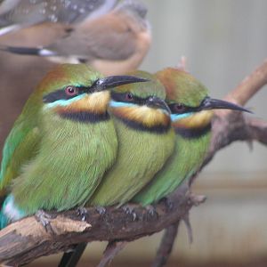 Bee eaters - Featherdale rescue centre Oz