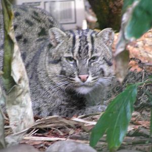 Fishing cat - Taronga 05