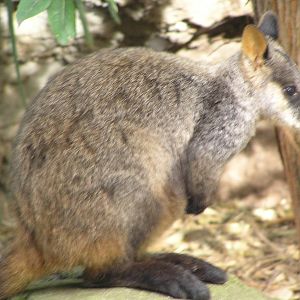 Brush-tailed rock wallaby - Taronga 05