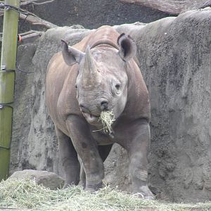 Black rhino - Taronga 05
