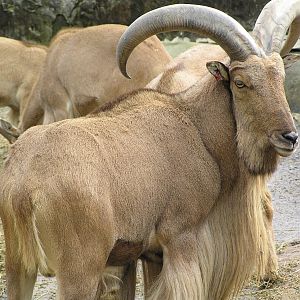 Barbary sheep - Taronga 05