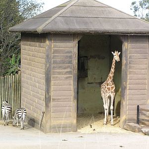 Giraffe house - Taronga 05