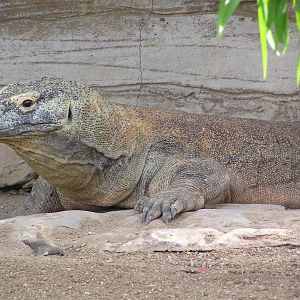 Komodo dragon - Taronga 05
