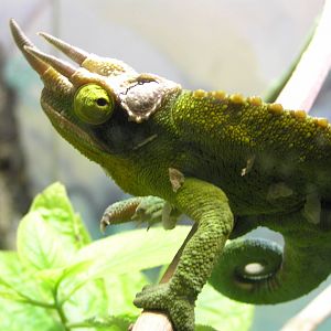 Jacksons chameleon - Taronga 05