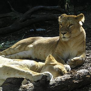 Lion - Taronga 05