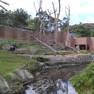 Chimp exhibit - Taronga 05