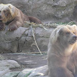 Kodiak bears - Taronga 05