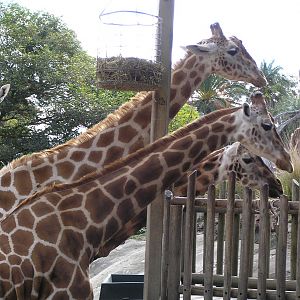 Giraffes - Taronga 05