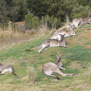 Grey kangaroos - Werribe