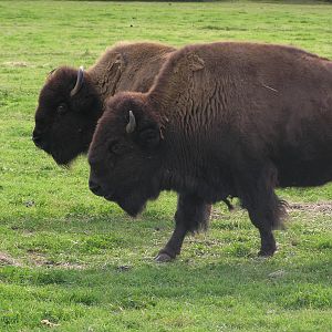 Bison - Werribe 05