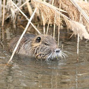 Wild coypu - Carmargue South of France