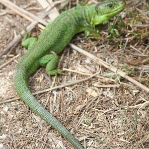 Wild green lizard  - Carmargue South of France