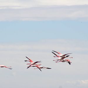Wild greater flamingo - Carmargue South of France
