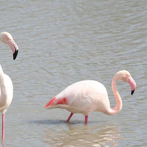 Wild Greater flamingos -- Carmargue South of France