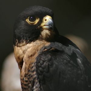 Fiji peregrine (Falco peregrinus nesiotes)