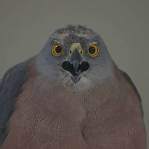 Fiji goshawk (Accipiter rufitorques)