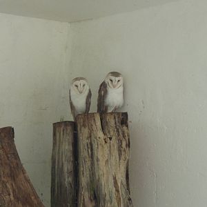 Fiji barn owls (Tyto alba lulu)