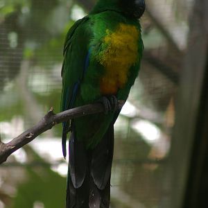 masked shining parrot (Prosopeia personata)